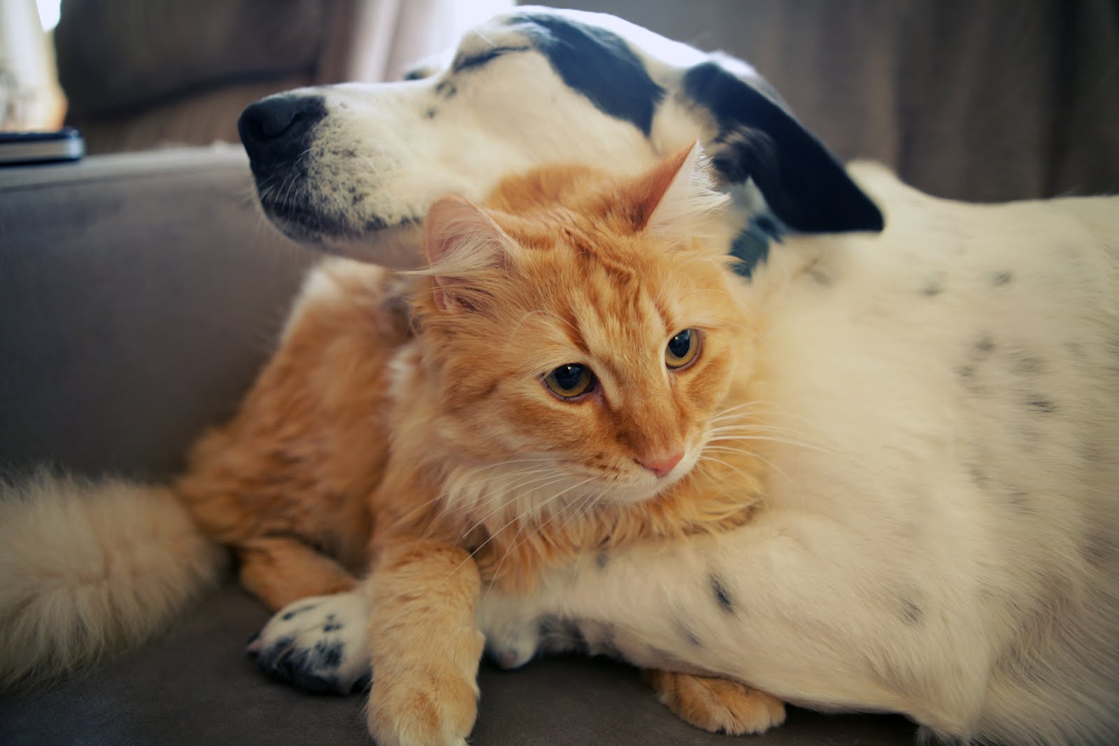 abrazo perro y gato