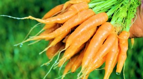 zanahorias