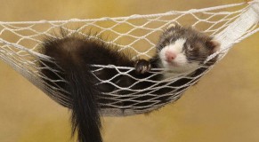 siesta